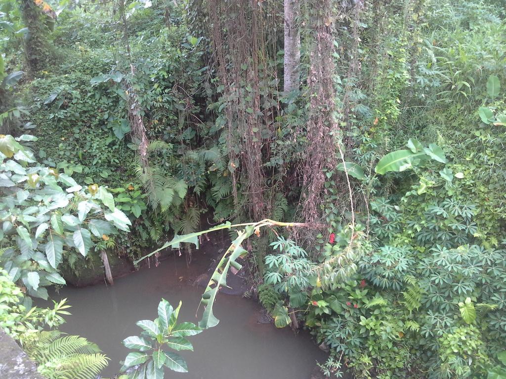 Dewi Ayu Accomodation Ubud Exteriör bild
